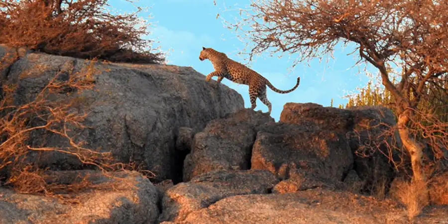 Leopard safari at dawn