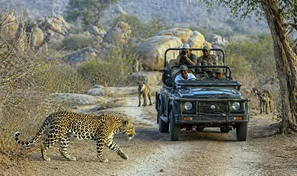 Jawai village safari and cultural experience
