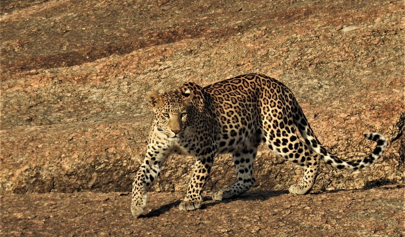 Leopard walking across the rocky hills of Jawai